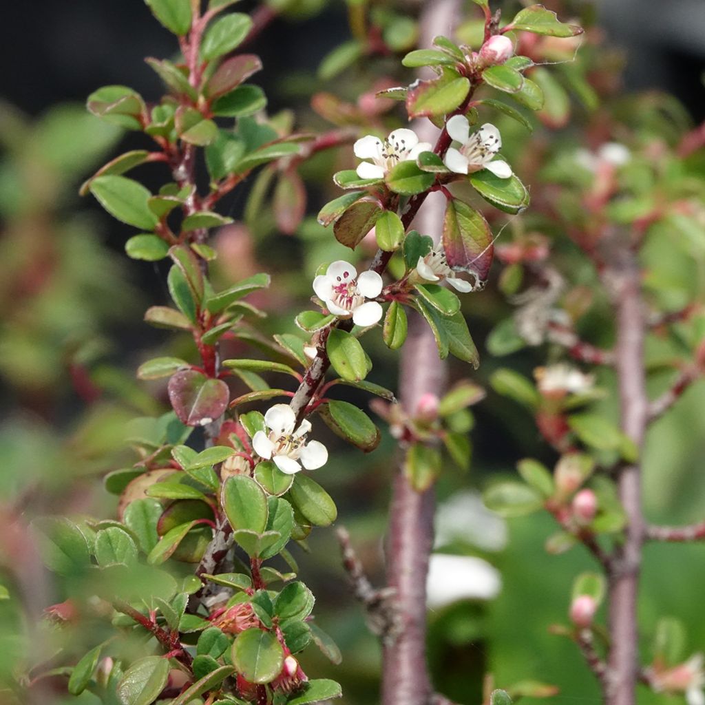 Cotonéaster dammeri Eichholz
