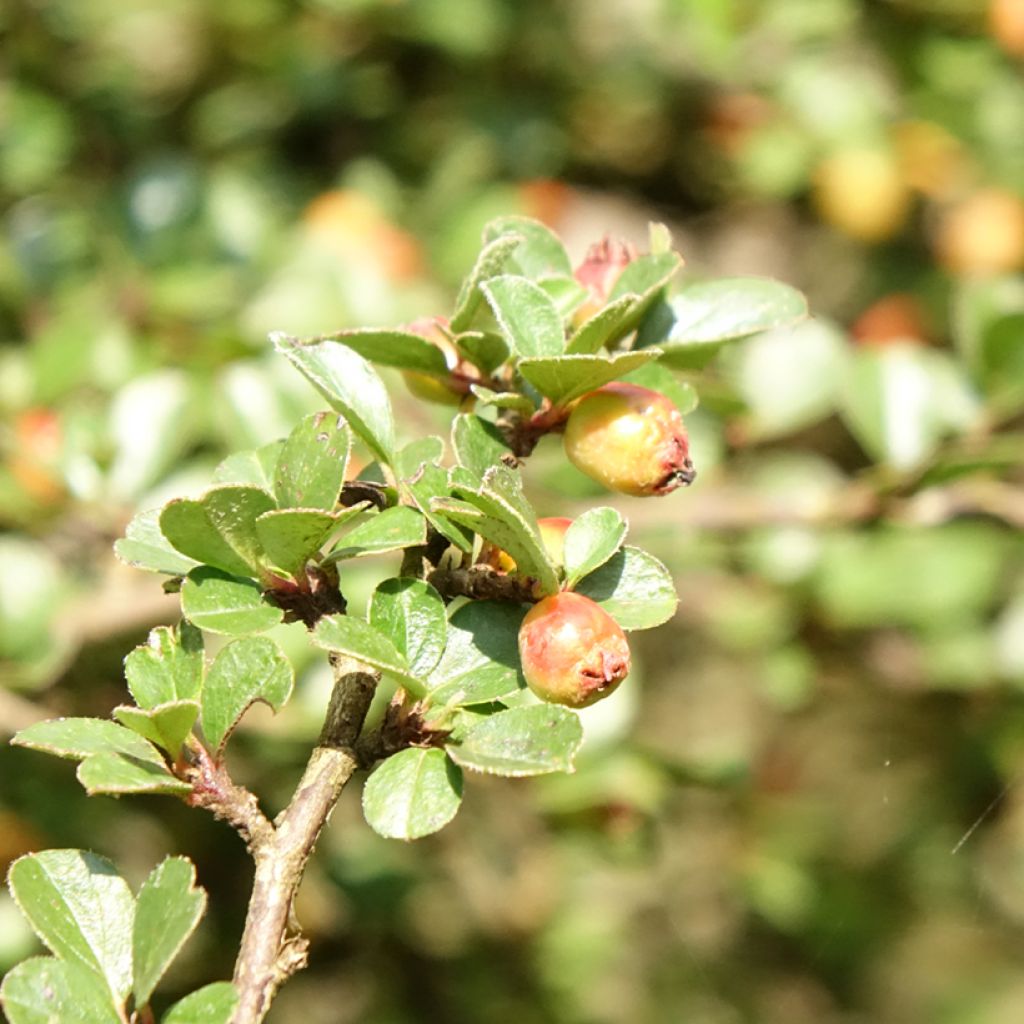 Cotoneaster praecox Boer