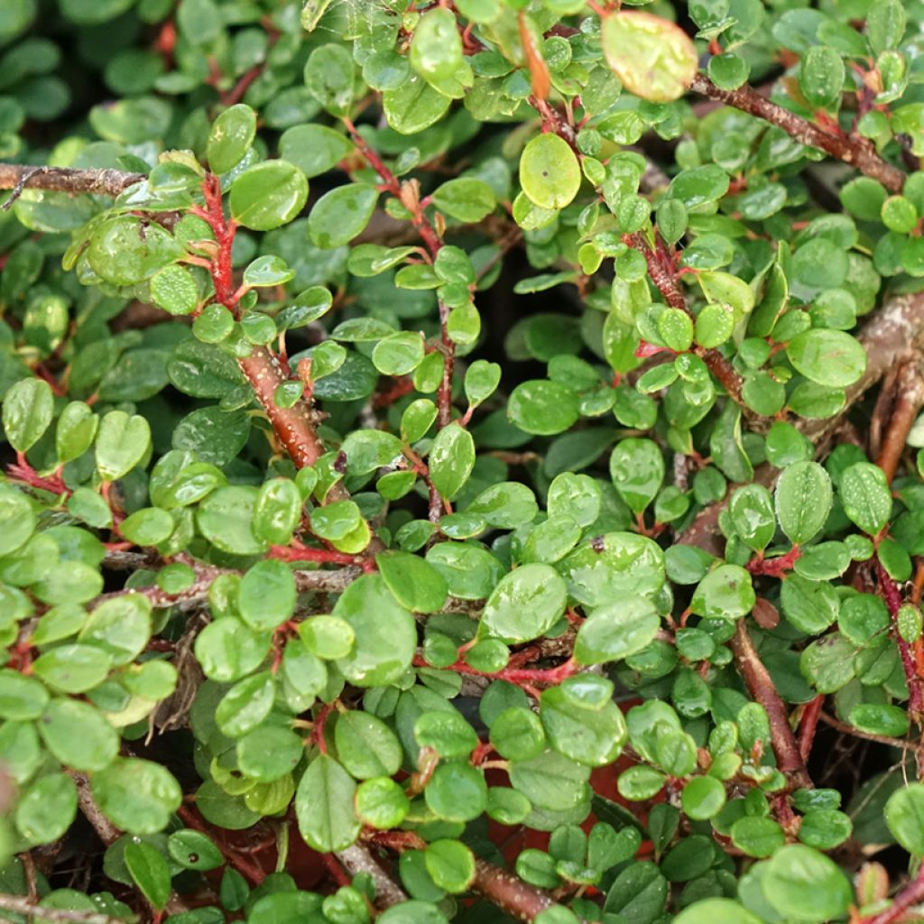 Cotoneaster procumbens Streibs Findling - Cotonéaster rampant