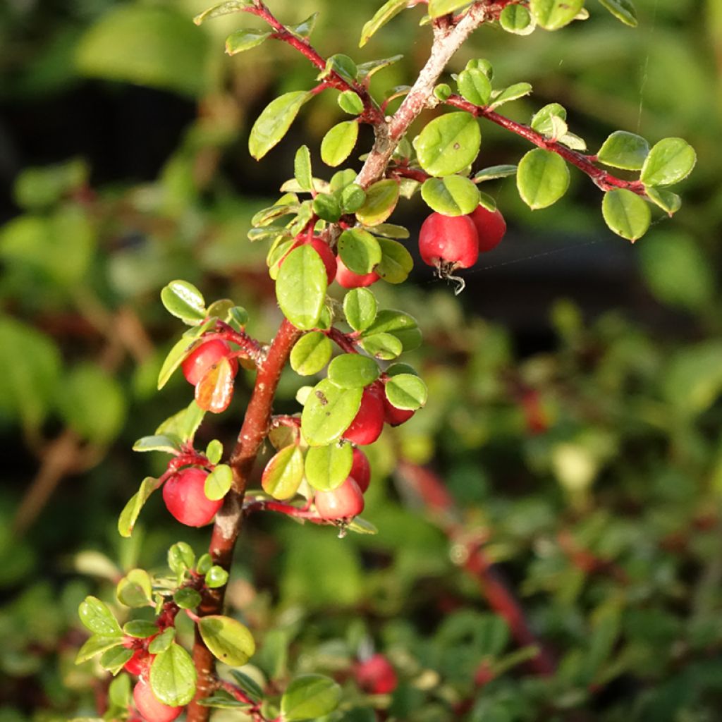 Cotoneaster procumbens Streibs Findling - Cotonéaster rampant