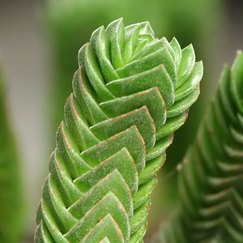 Crassula Buddha's Temple