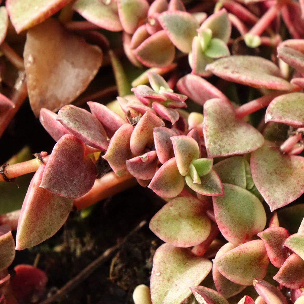 Crassula Desert Diamond