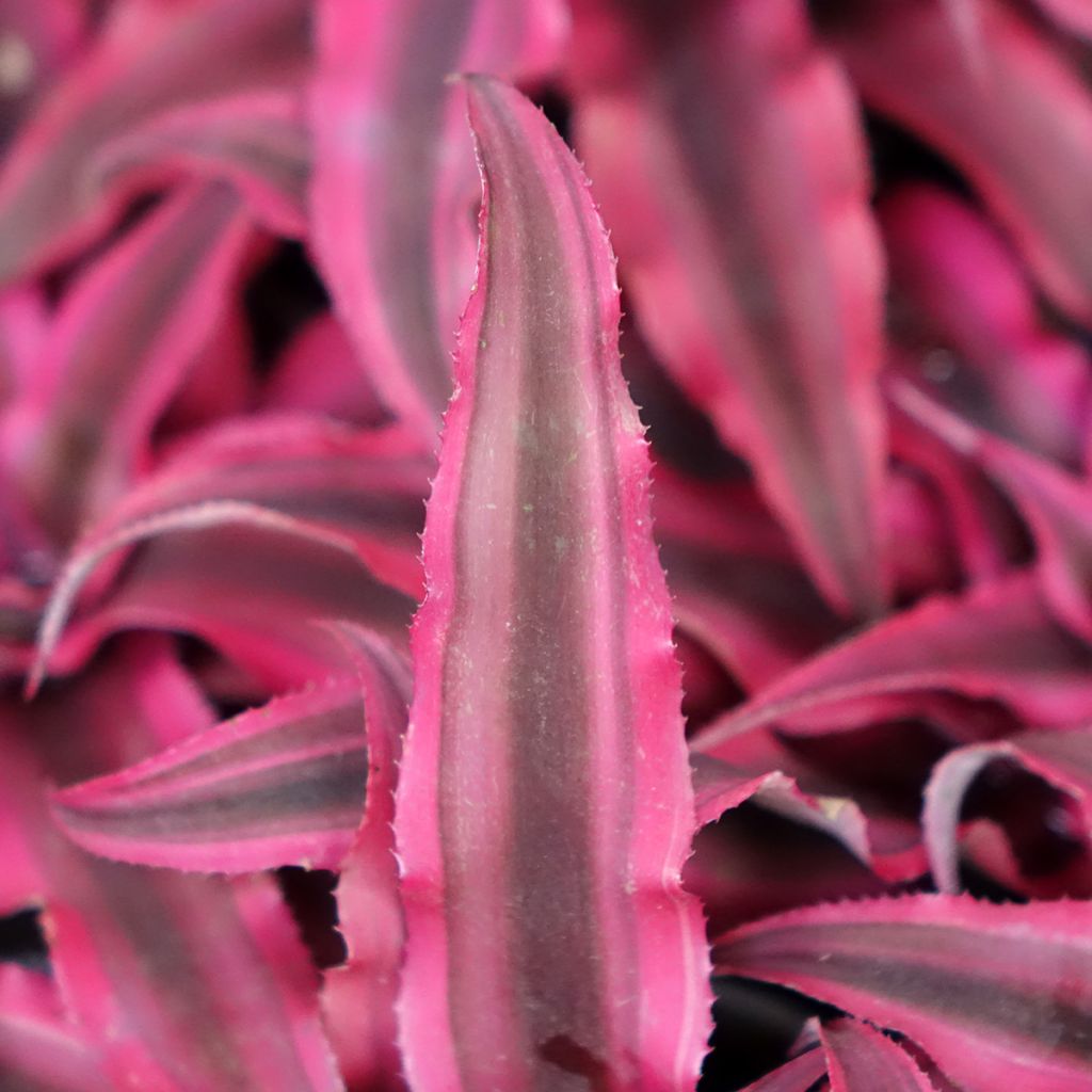 Cryptanthus Super Pink - Etoile de terre
