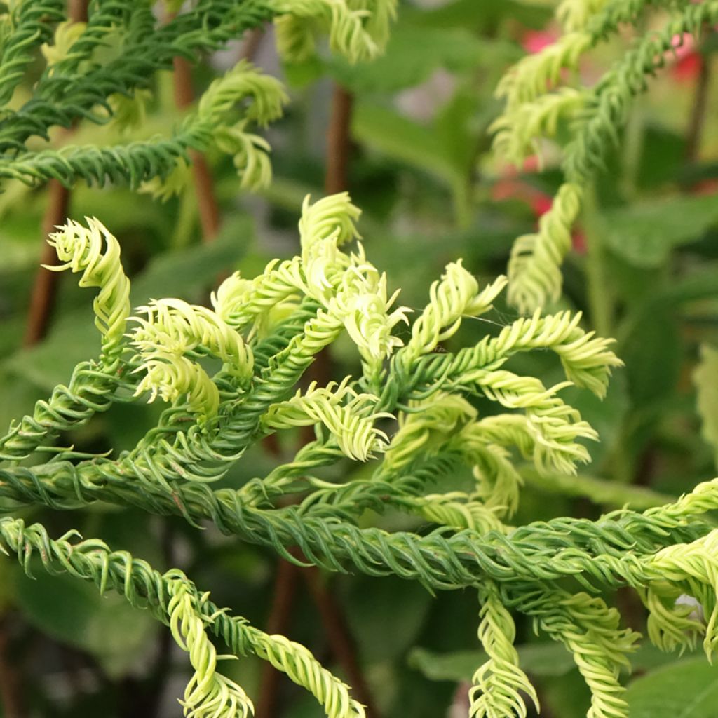 Cryptomeria japonica Kyara Gold - Cèdre du Japon doré