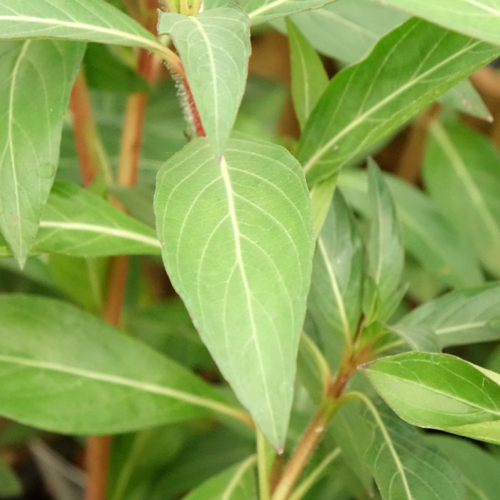 Cuphea micropetala - Plante cigarette