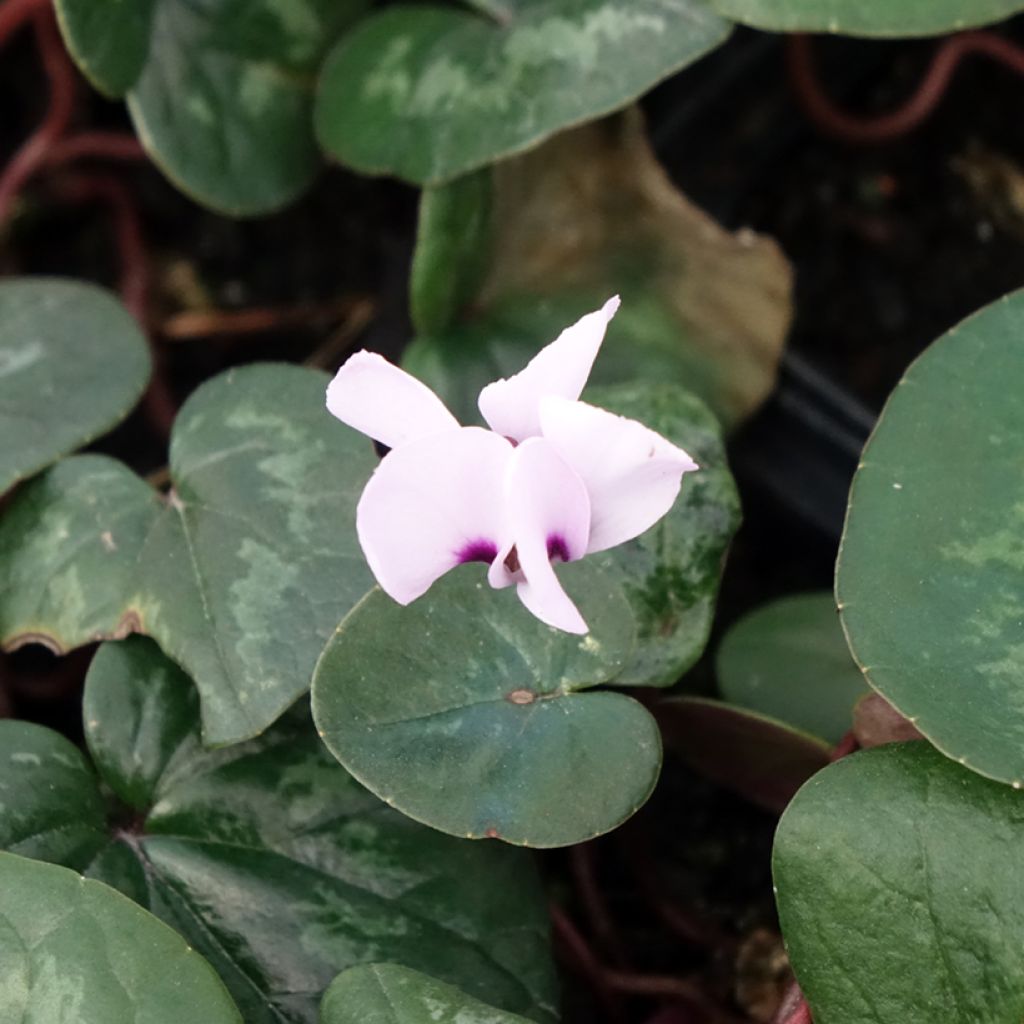 Cyclamen coum Rose en godet