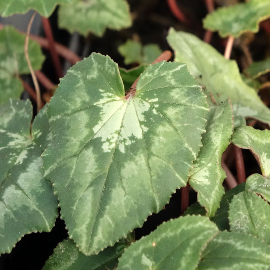 Cyclamen de Naples rose