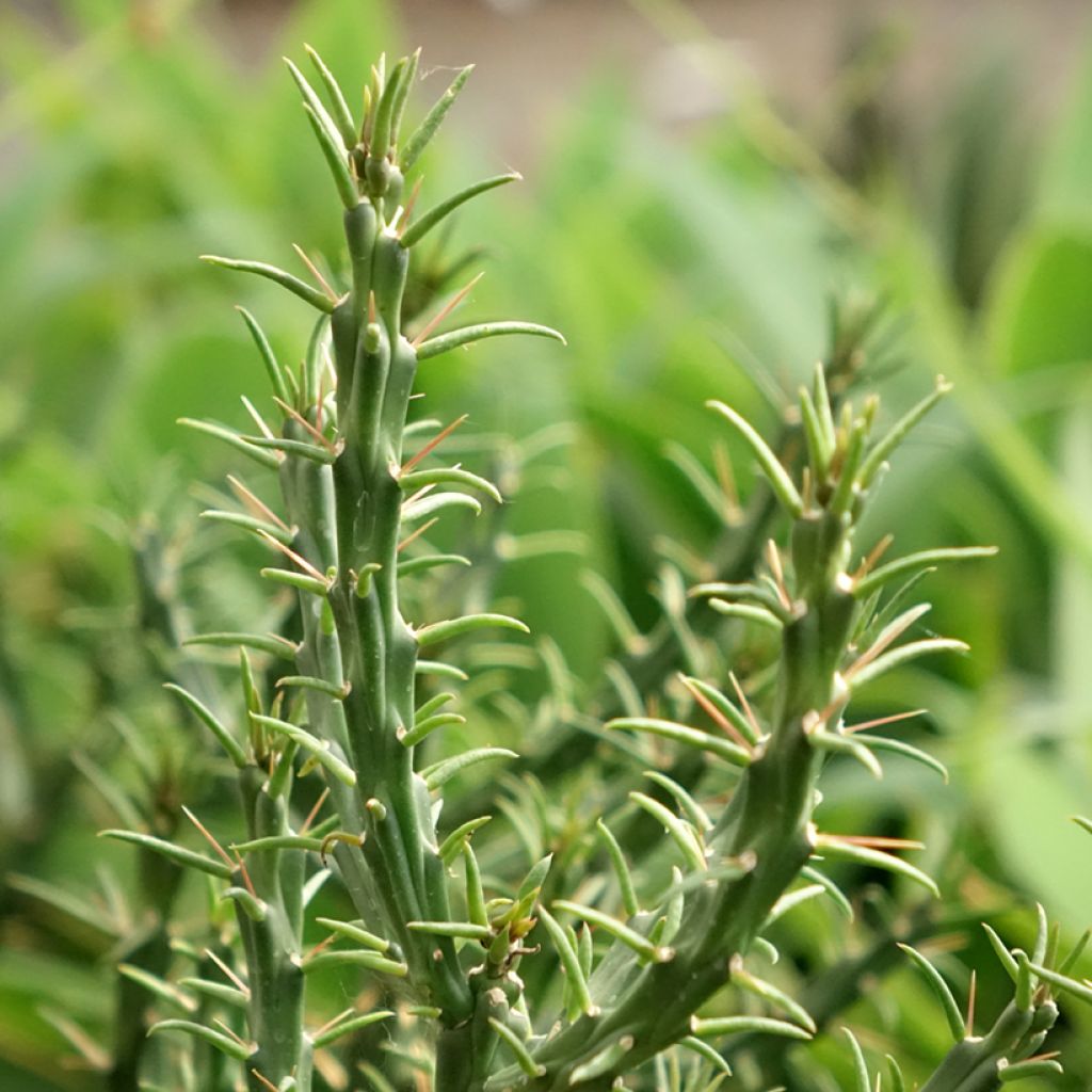 Cylindropuntia kleiniae - Opuntia ou oponce
