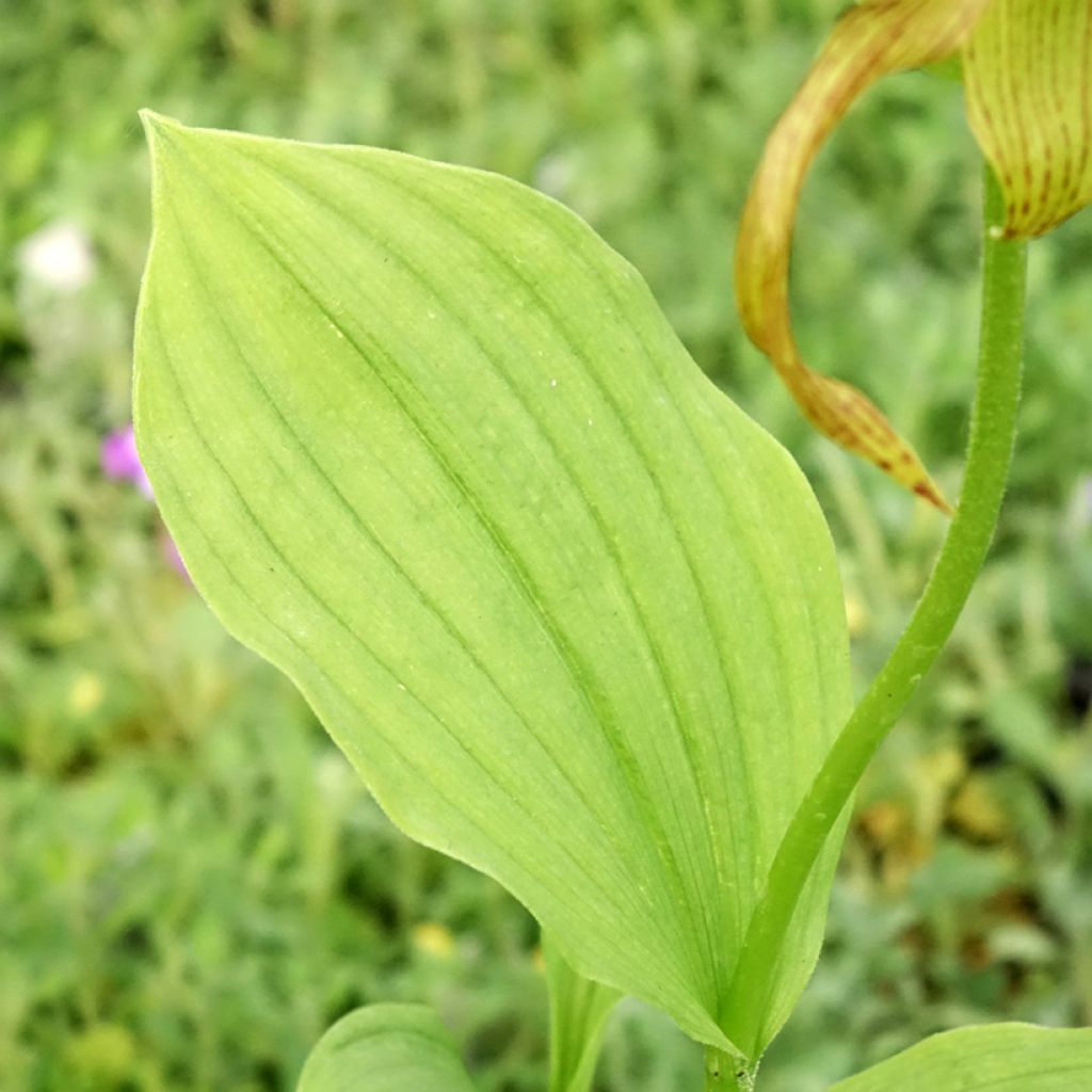 Cypripedium Inge - Sabot de Venus hybride
