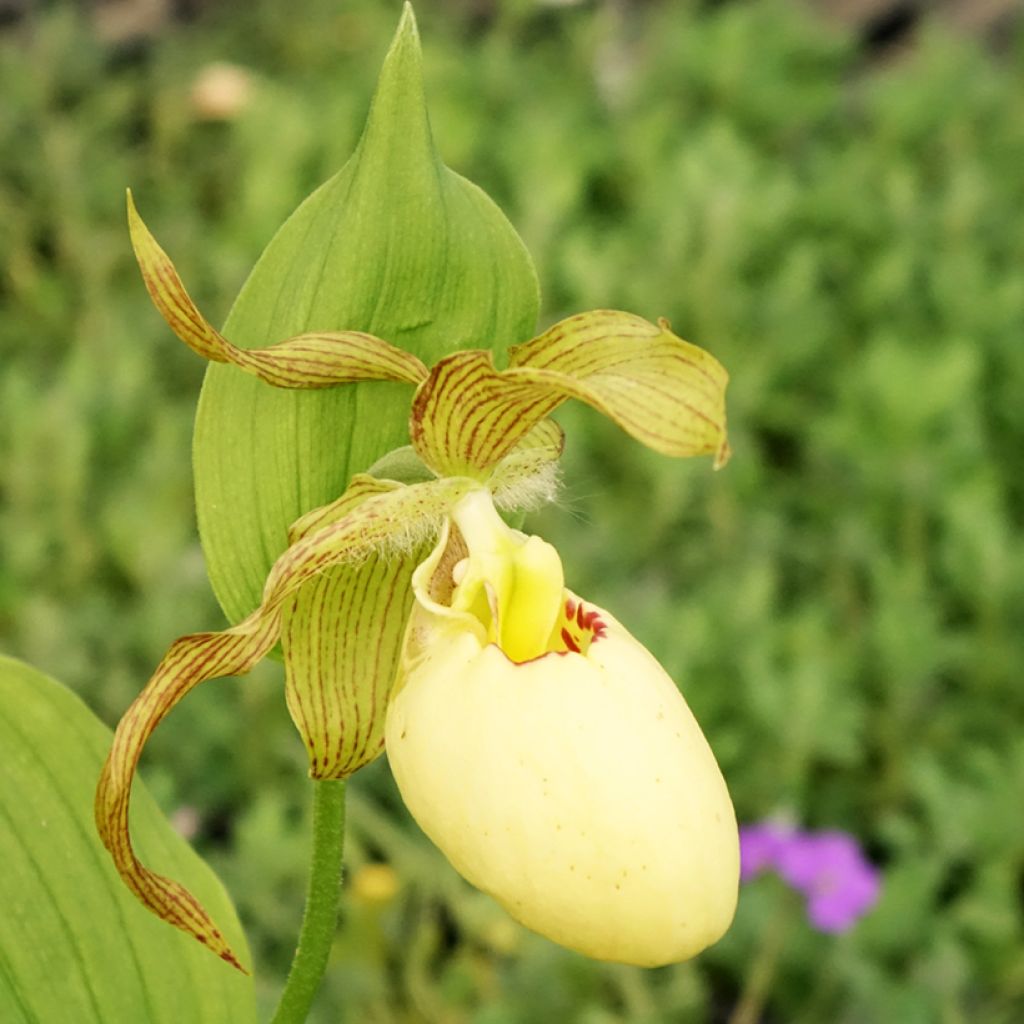 Cypripedium Inge - Sabot de Venus hybride