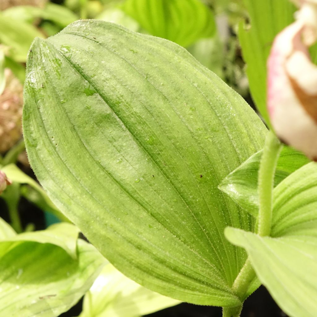 Cypripedium Lucy Pinkepank - Orchidée de jardin hybride, Sabot de Vénus