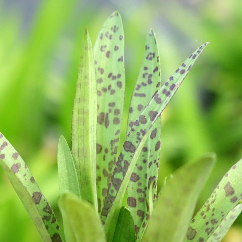 Dactylorhiza alpestris - Orchis des Alpes