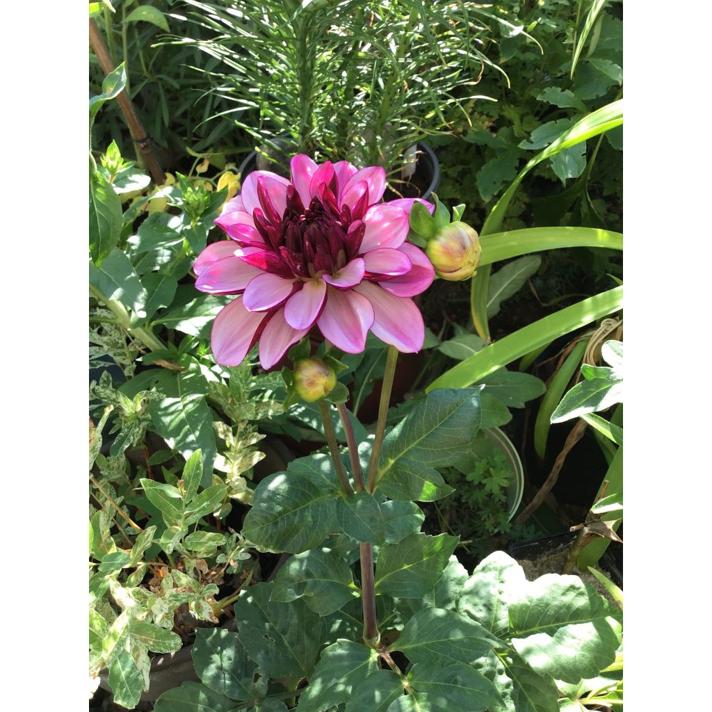 Dahlia décoratif Creme de Cassis