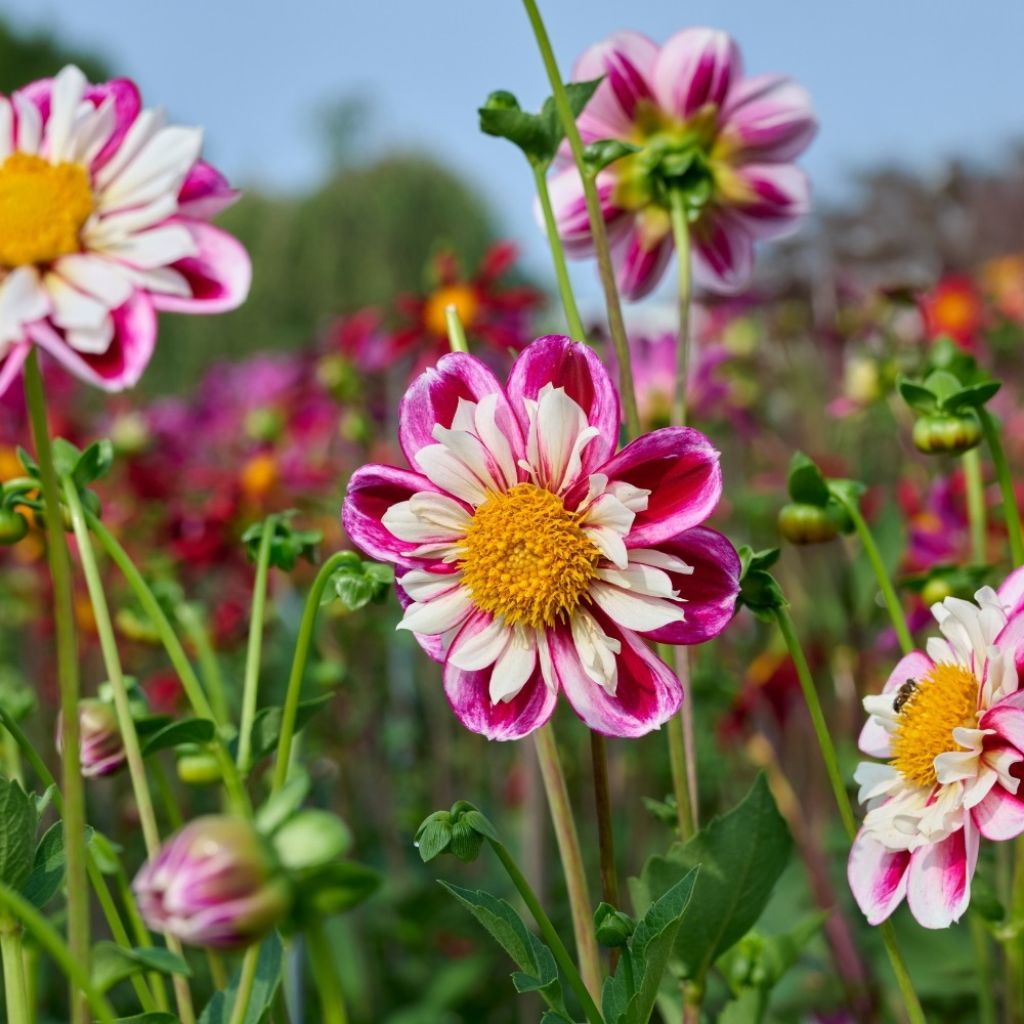 Dahlia collerette Bumble Rumble