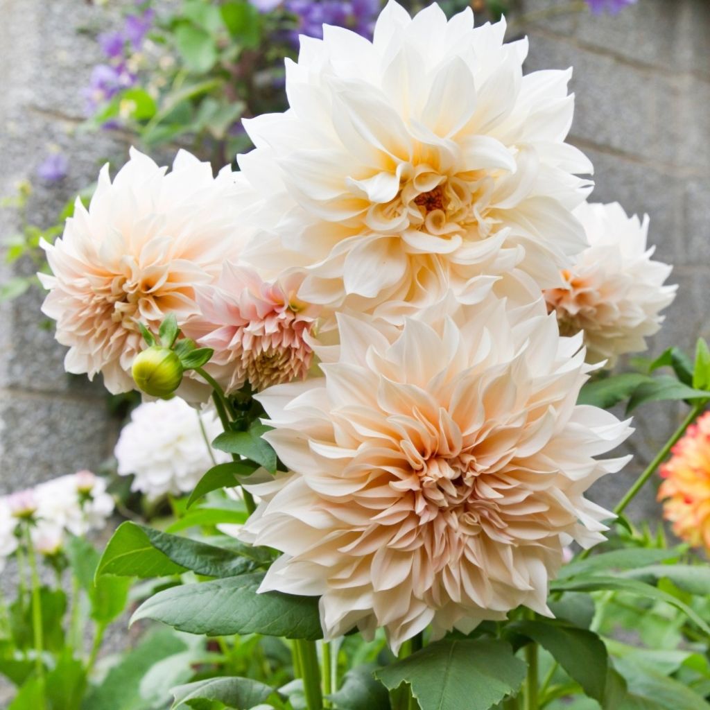 Dahlia géant Café Au Lait
