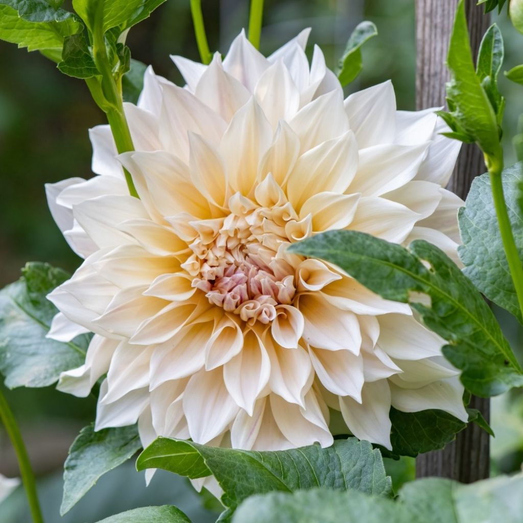 Dahlia géant Café Au Lait