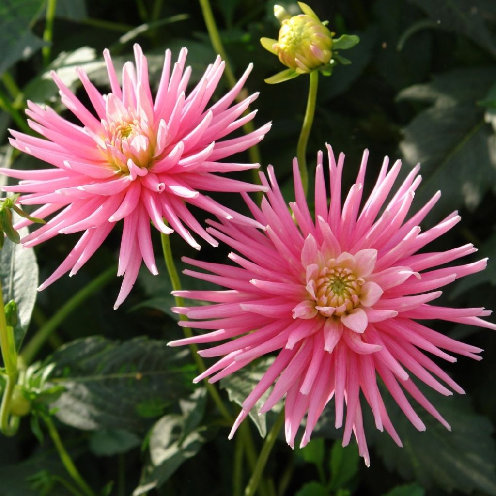 Dahlia cactus nain Park Princess