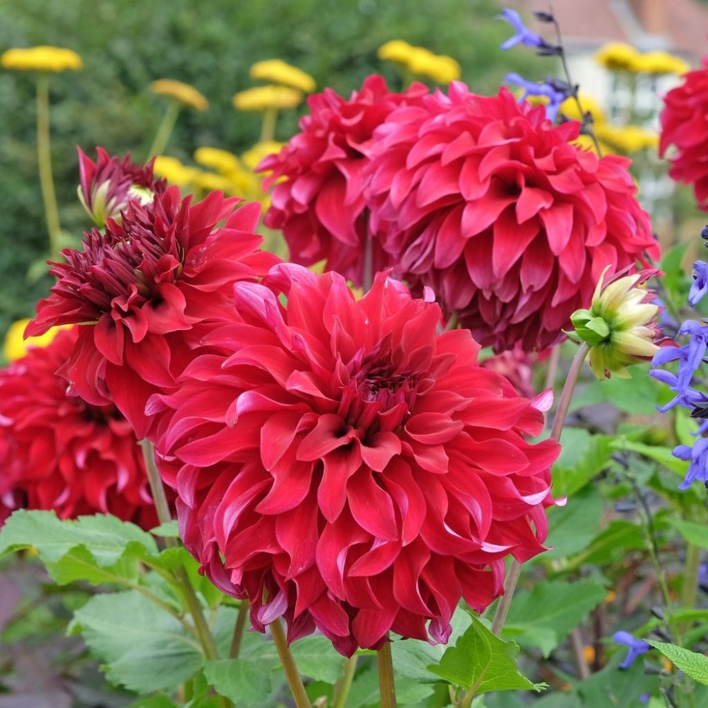 Dahlia géant Spartacus