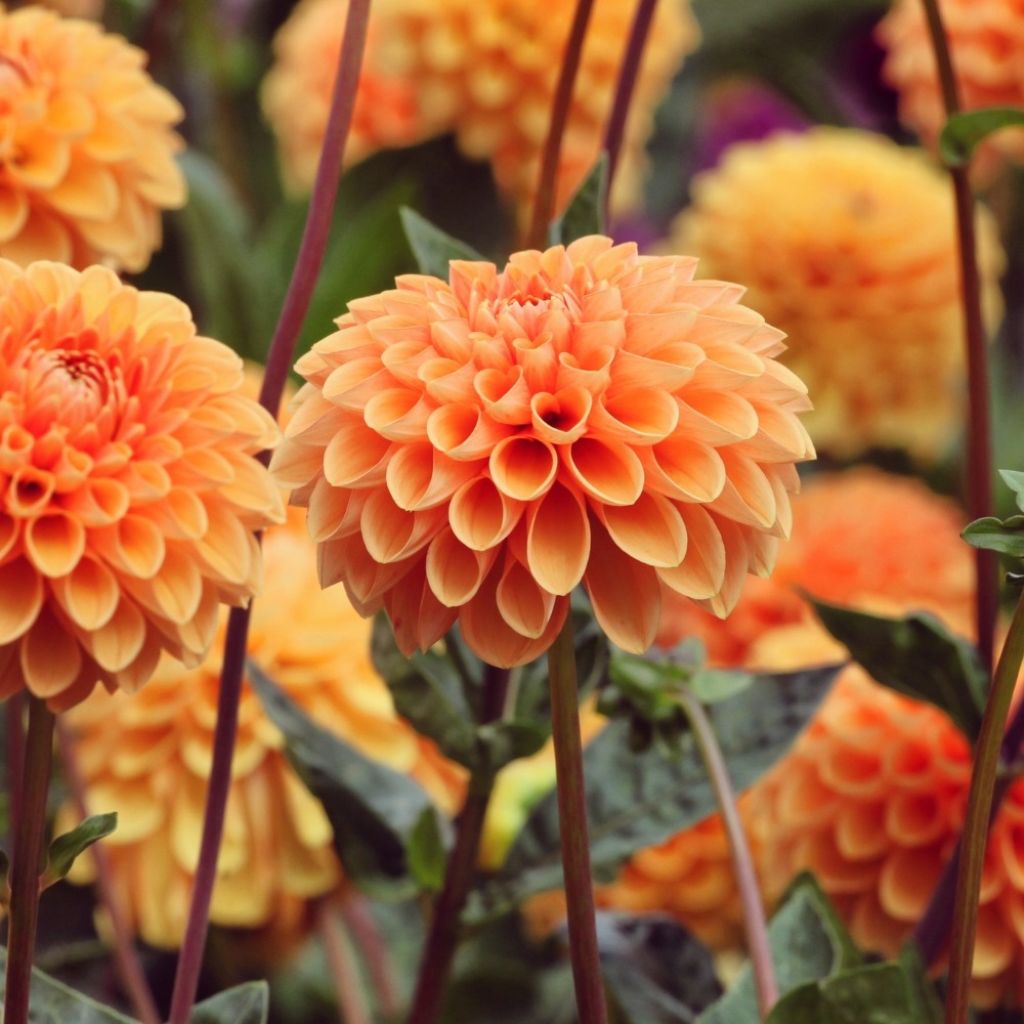 Dahlia balle Sylvia