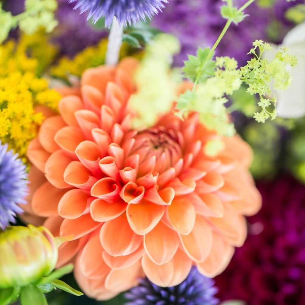 Dahlia balle Sylvia