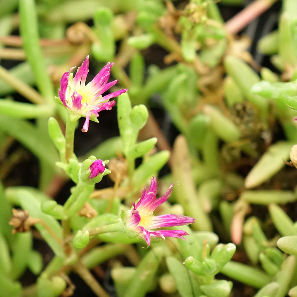 Delosperma Wheels of Wonder Violet