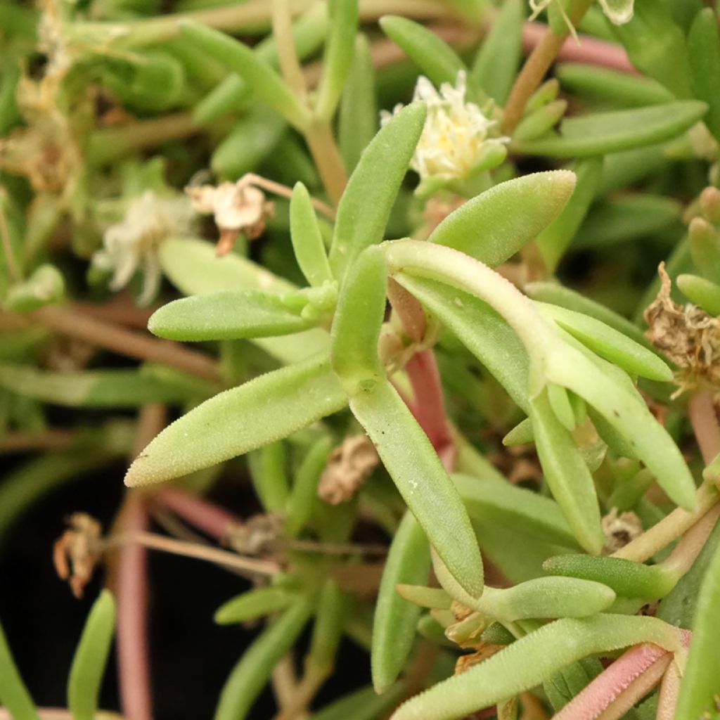 Delosperma Wheels of Wonder White