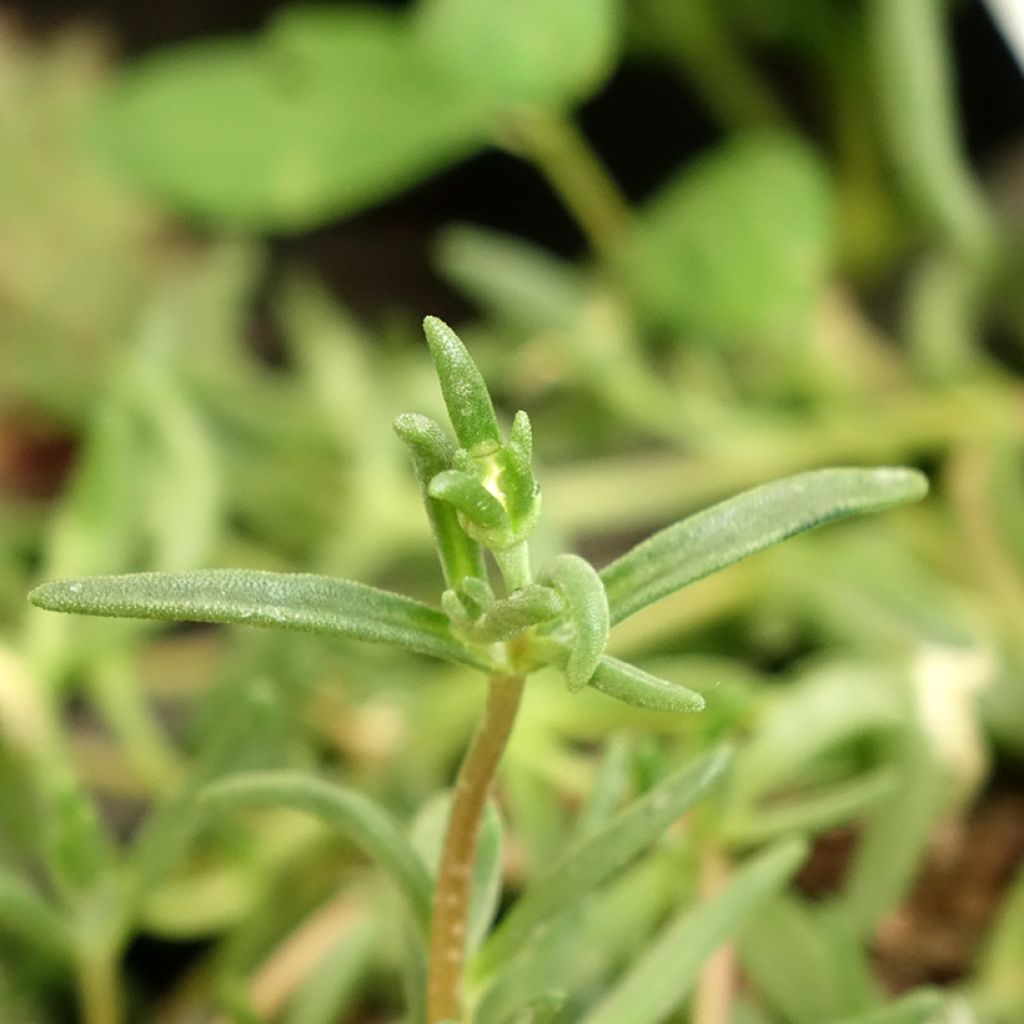 Delosperma Wheels of Wonder White