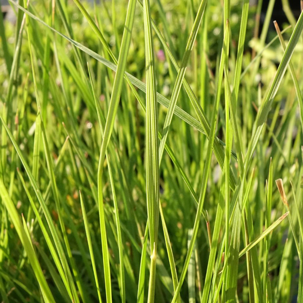 Deschampsia cespitosa Pixie Fountain - Canche cespiteuse