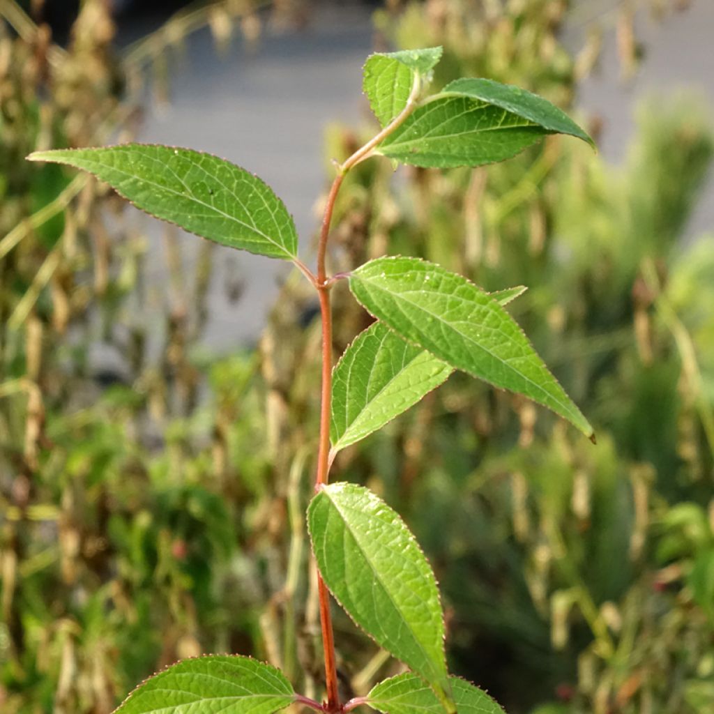 Deutzia elegantissima Rosealind