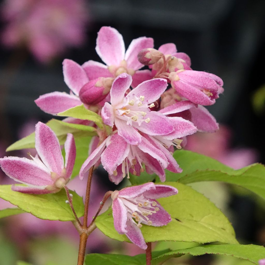 Deutzia hybrida Strawberry Fields - Deutzie