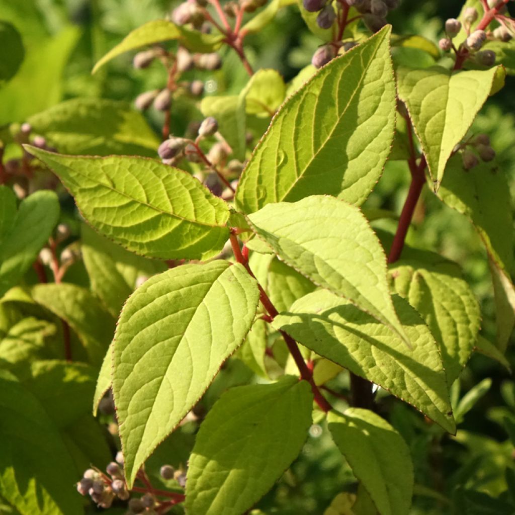 Deutzia Tourbillon Rouge