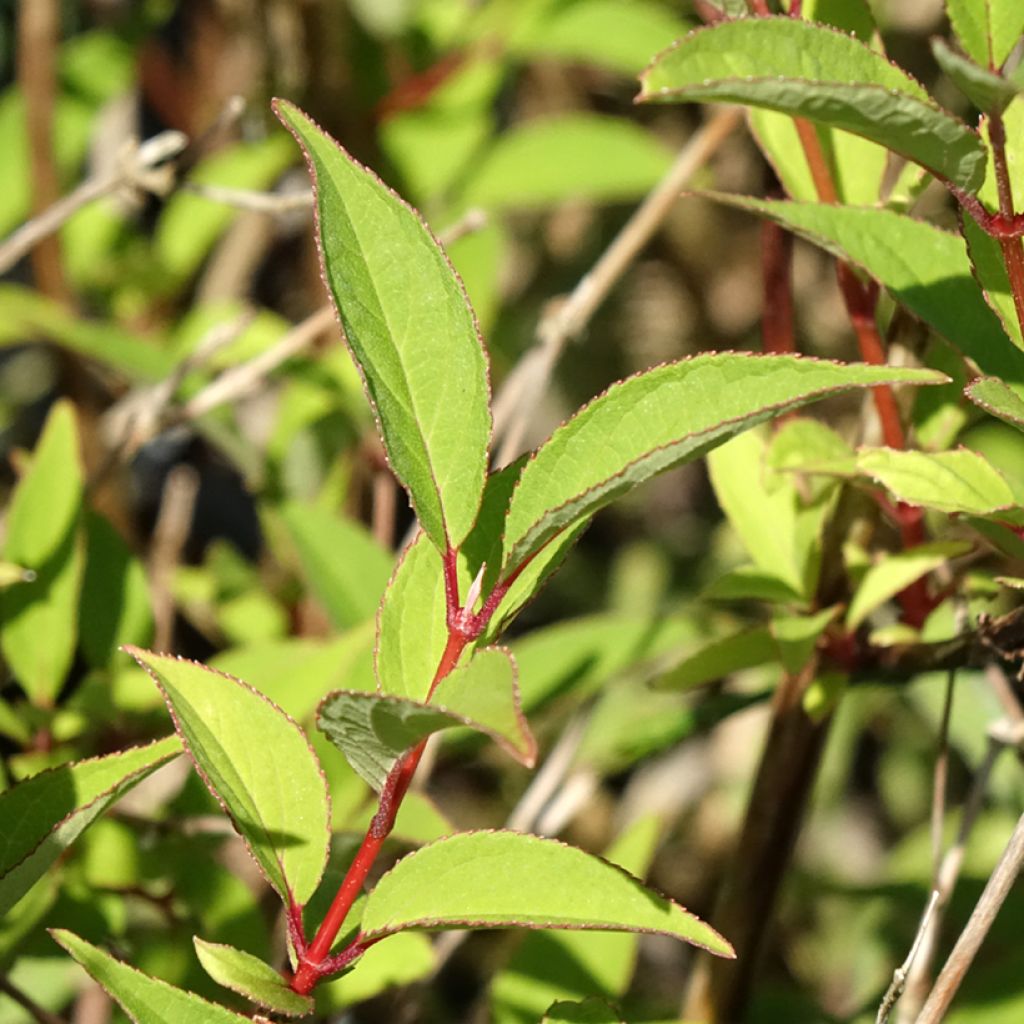 Deutzia x lemoinei - Deutzie