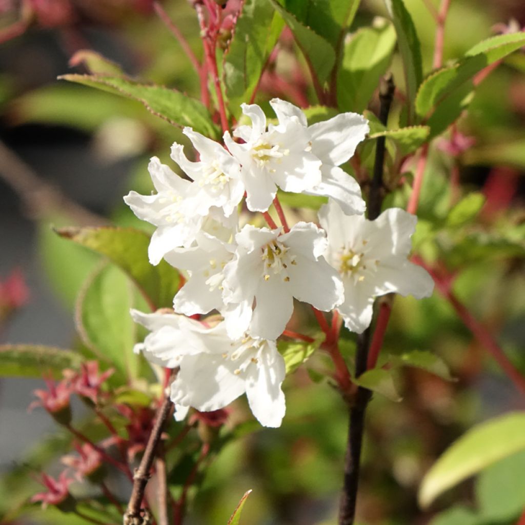 Deutzia x lemoinei - Deutzie