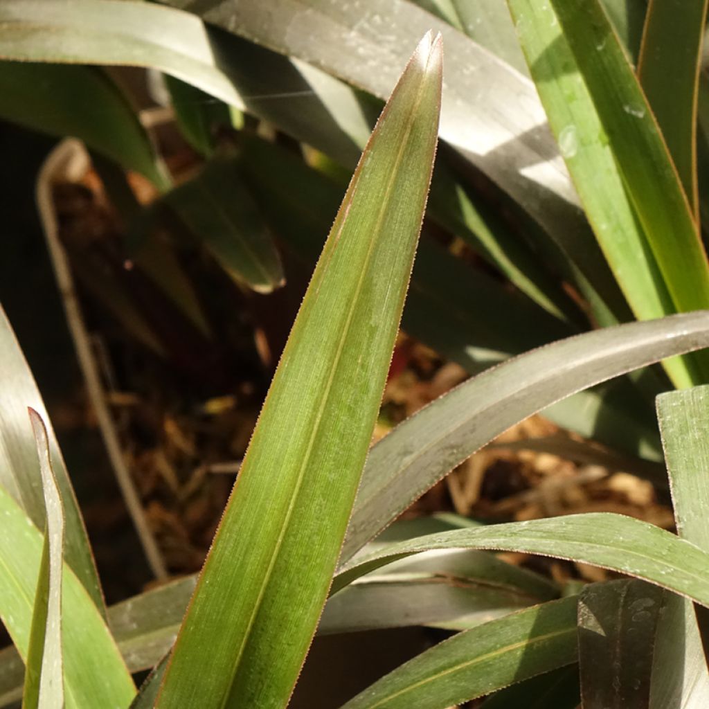 Dianella tasmanica Blaze
