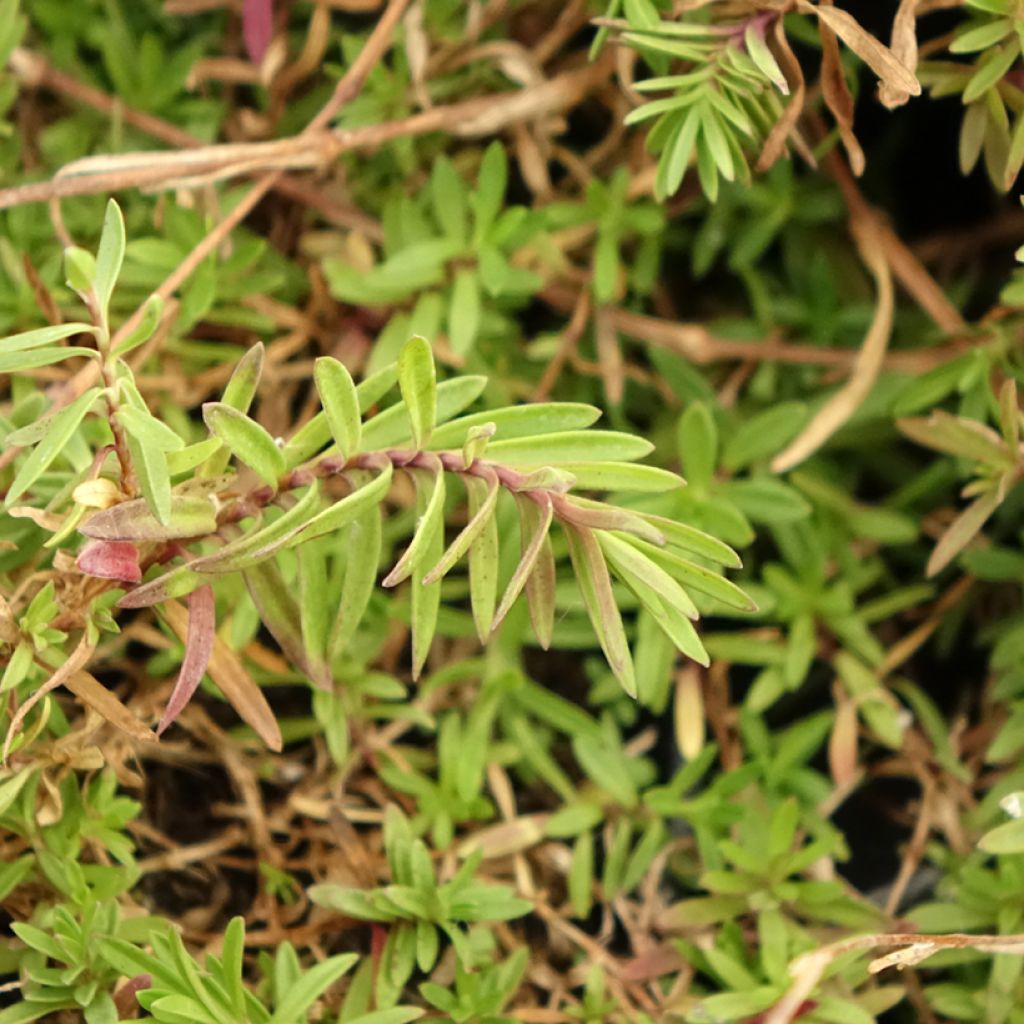 Dianthus deltoides - Oeillet à delta