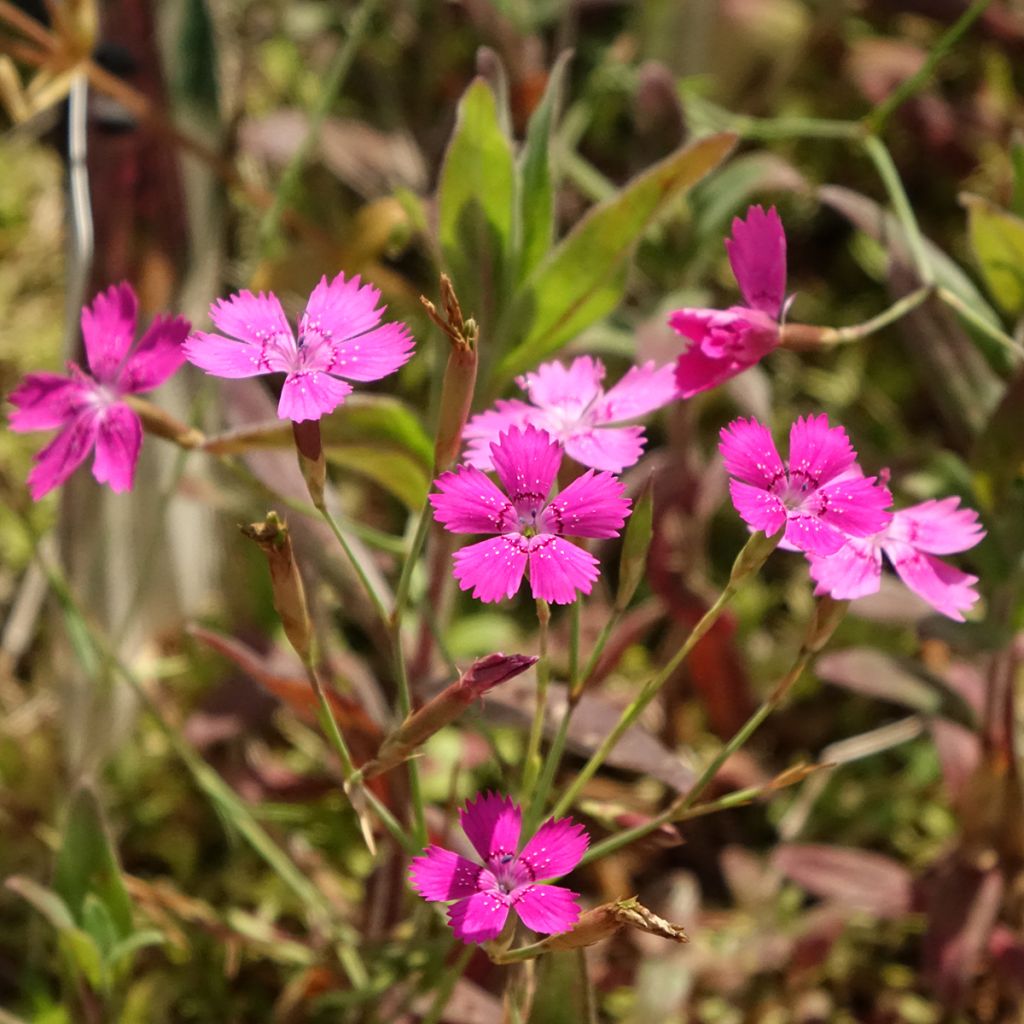 Dianthus deltoides - Oeillet à delta
