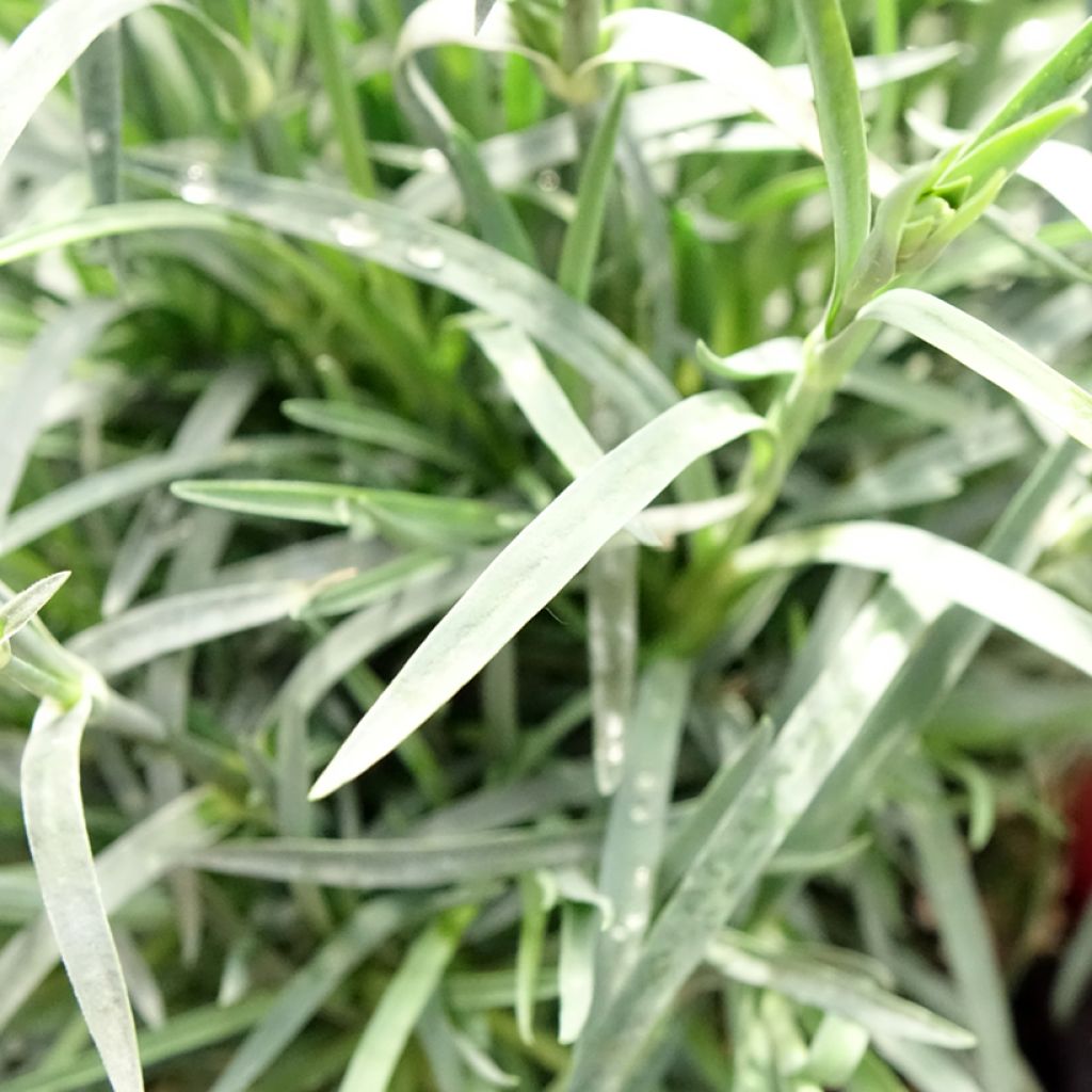 Dianthus plumarius Passion Hot Red - Œillet mignardise