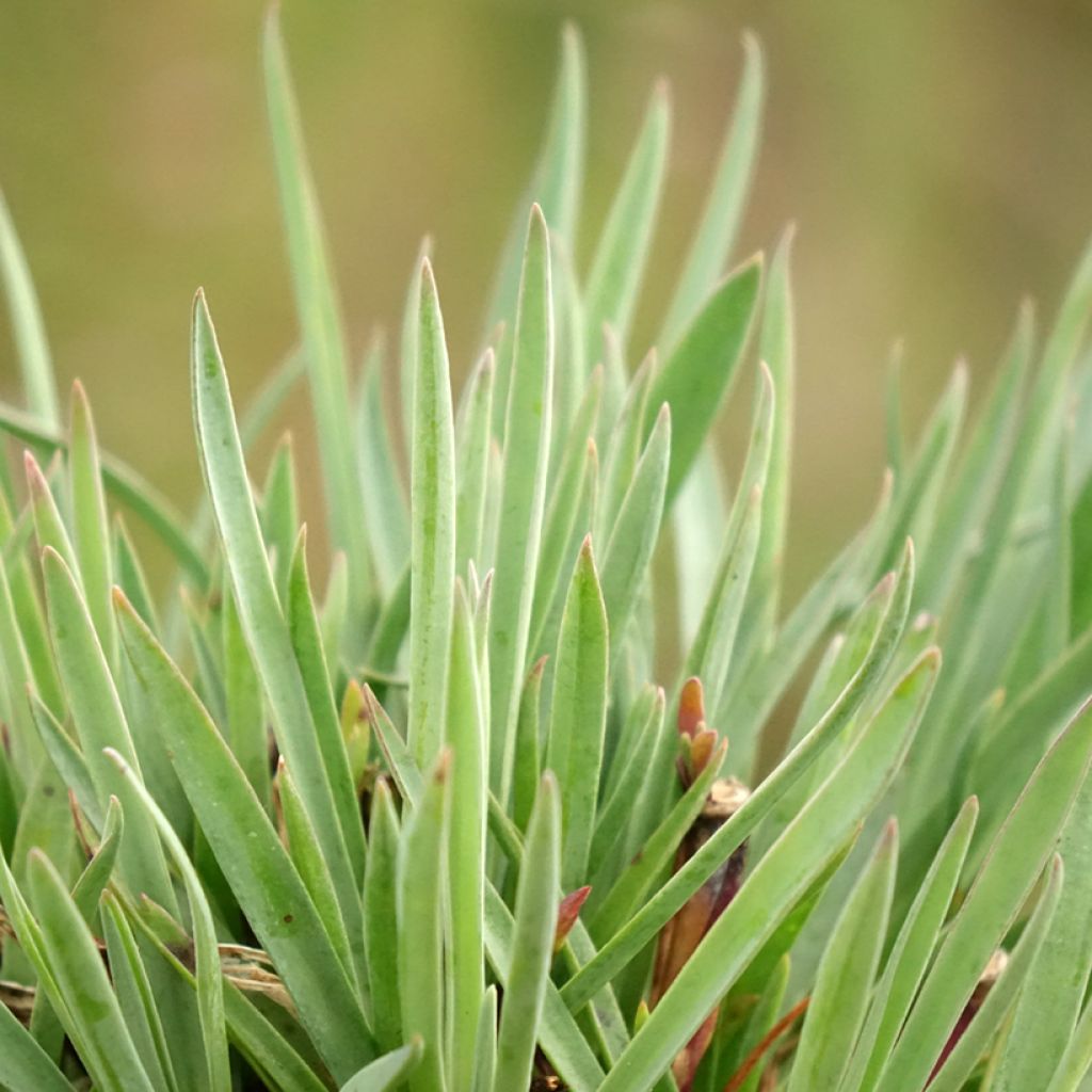 Dianthus Scent First Sugar Plum - Œillet mignardise