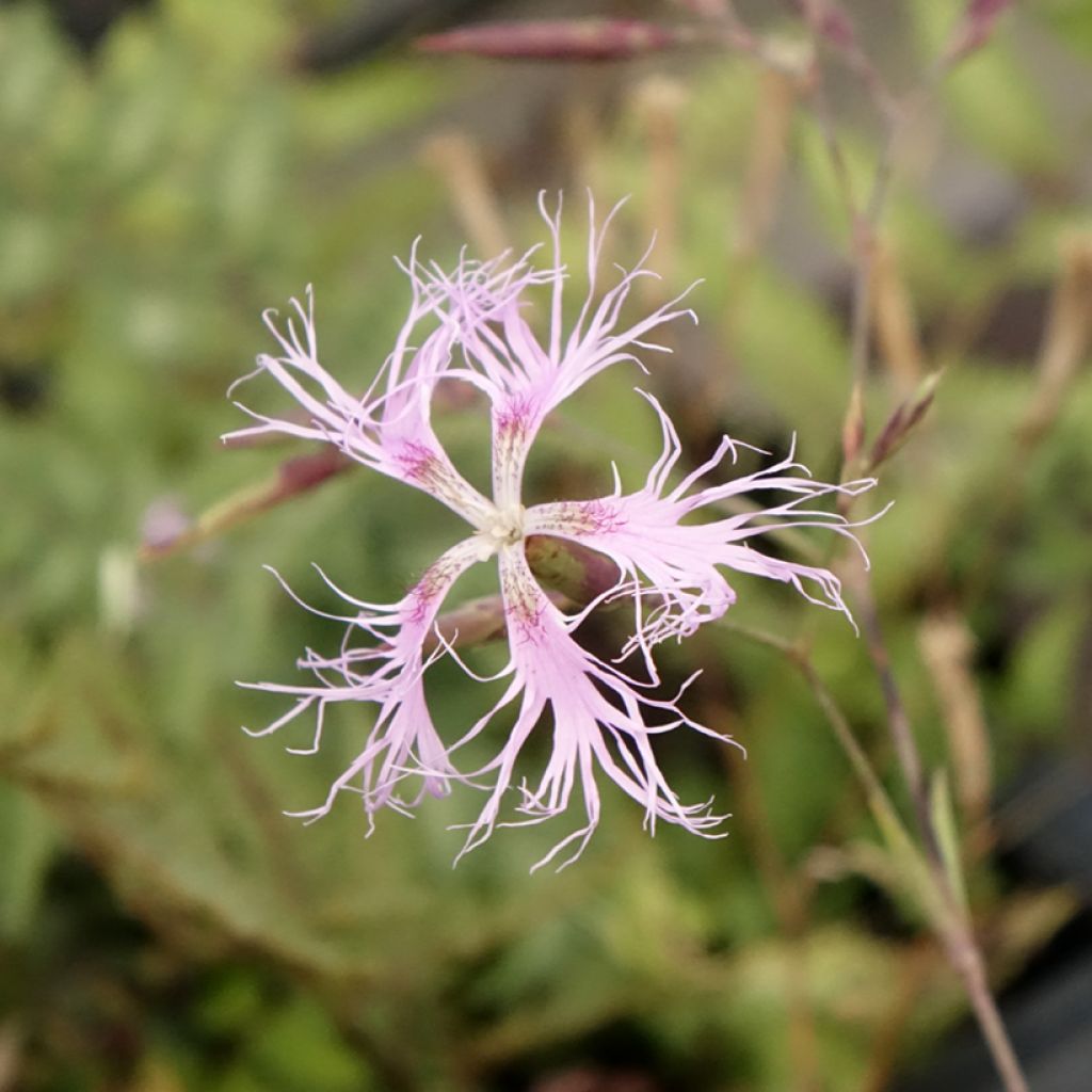 Dianthus superbus - Oeillet superbe