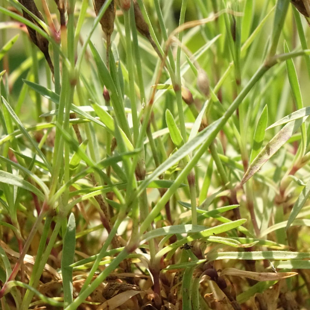 Dianthus Vivid Bright Light - Oeillet tapissant