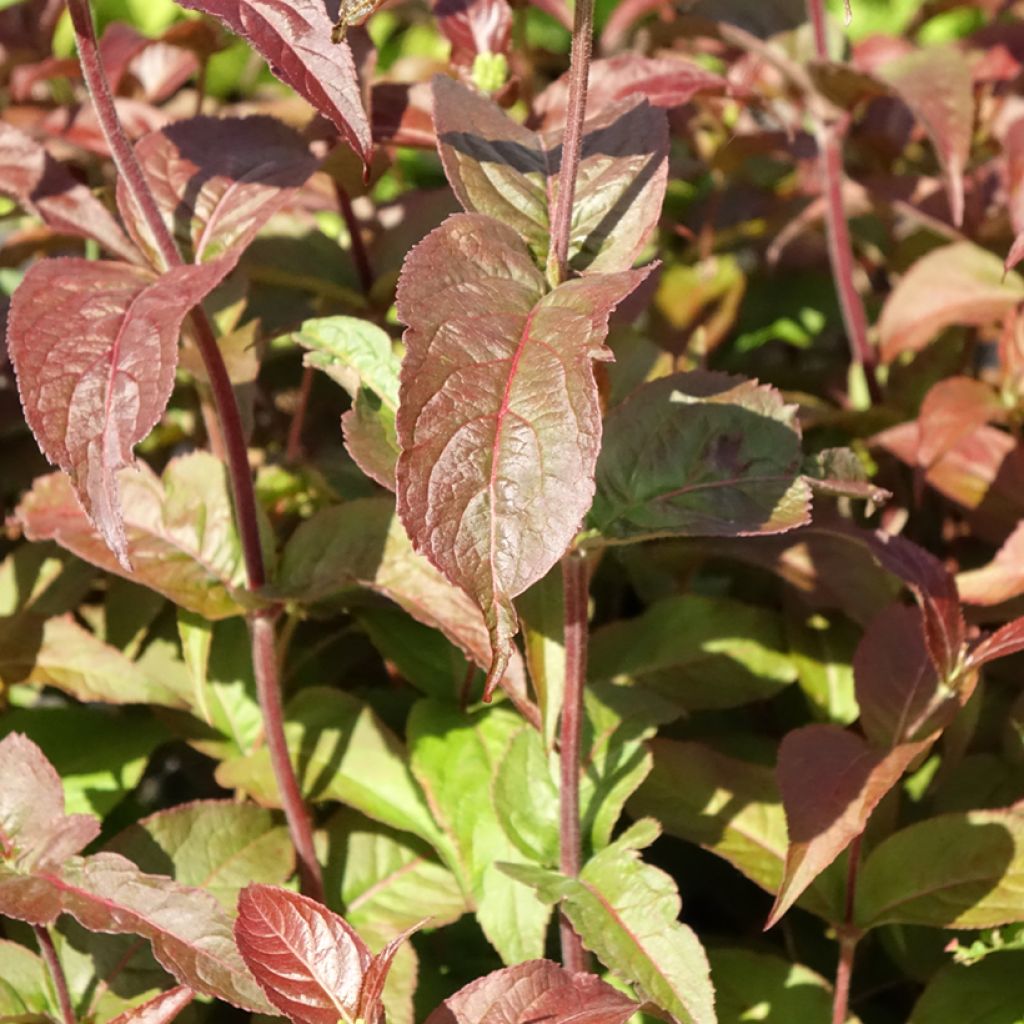 Diervilla rivularis Troja Black - Diervillée