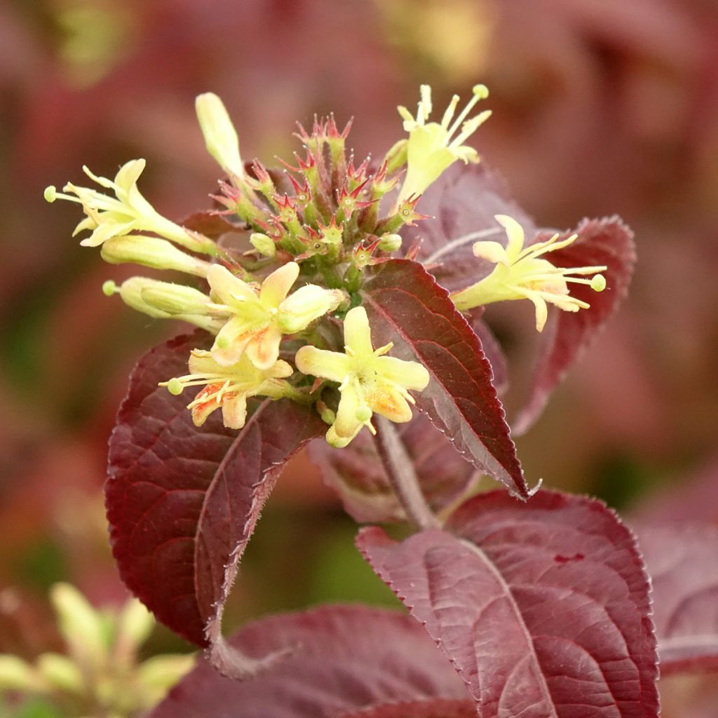Diervilla rivularis Troja Black - Diervillée
