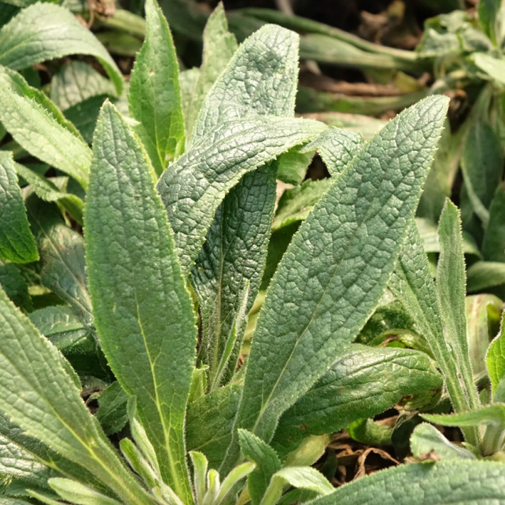 Digiplexis Illumination Raspberry - Digitalis hybride 