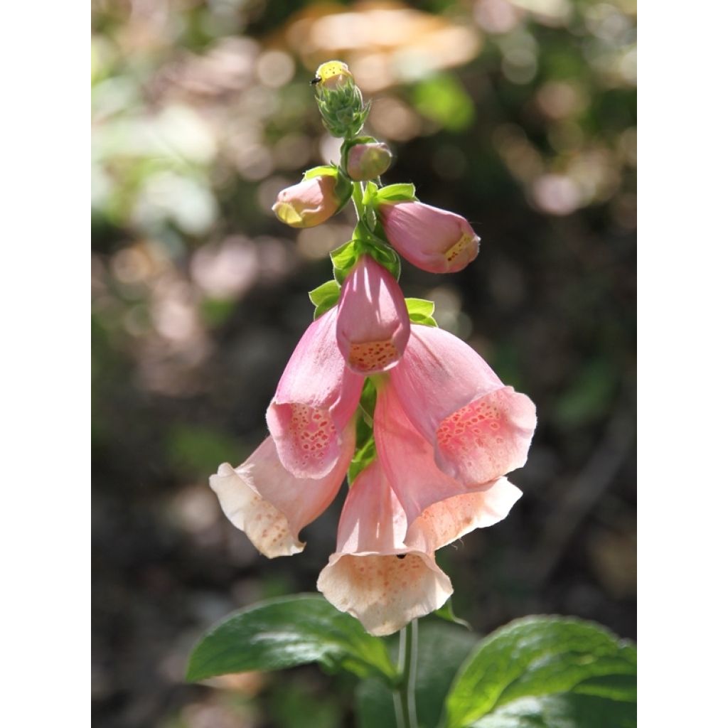 Digitale - Digitalis Dalmatian en mélange 