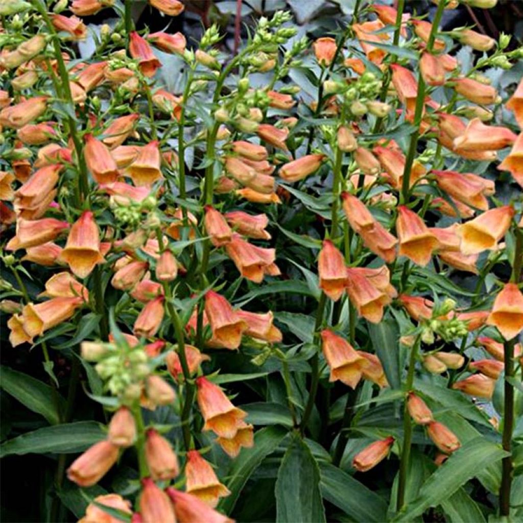 Digitale - Digitalis hybride Goldcrest