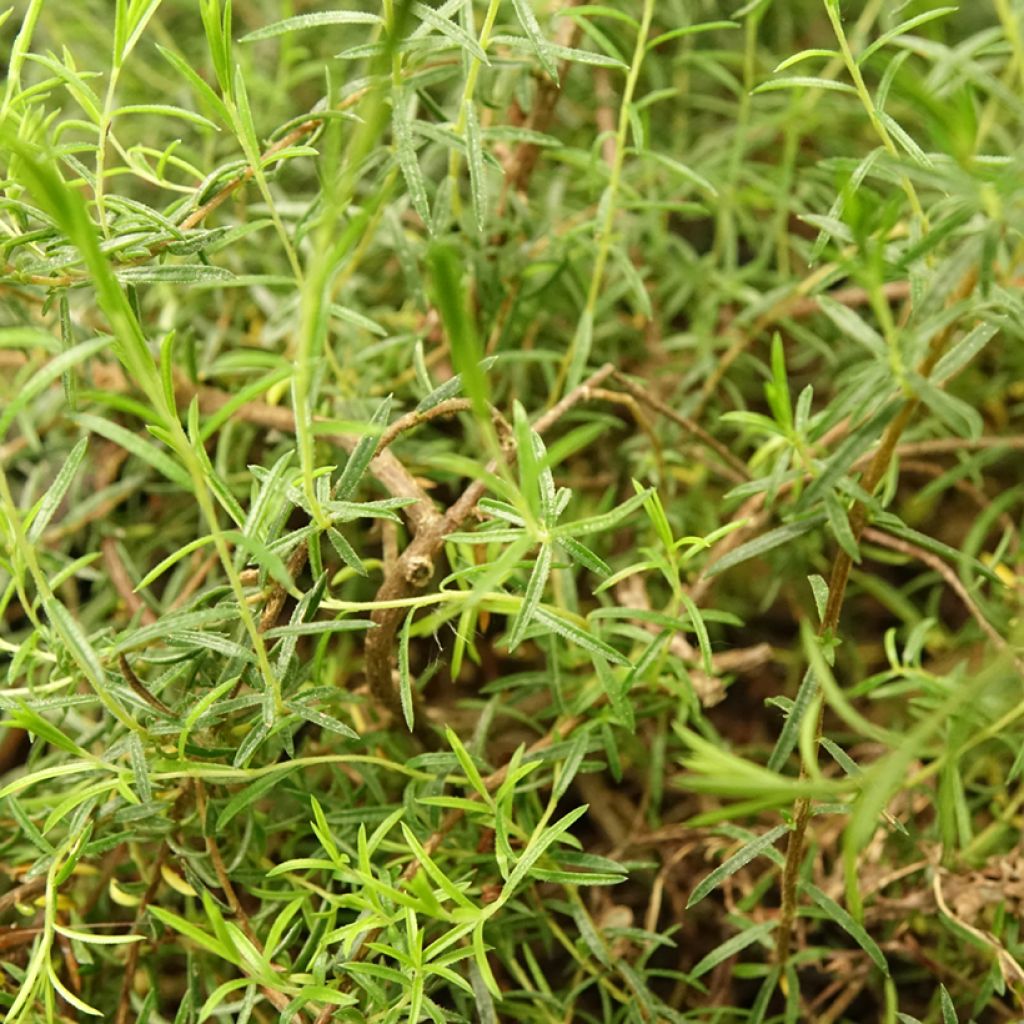 Diosma Pink Diamond