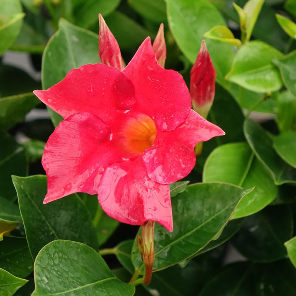 Dipladénia BELLA Compact Red