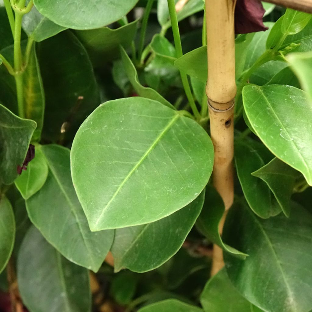 Dipladenia Diamantina Jade XXL Red - Mandevilla