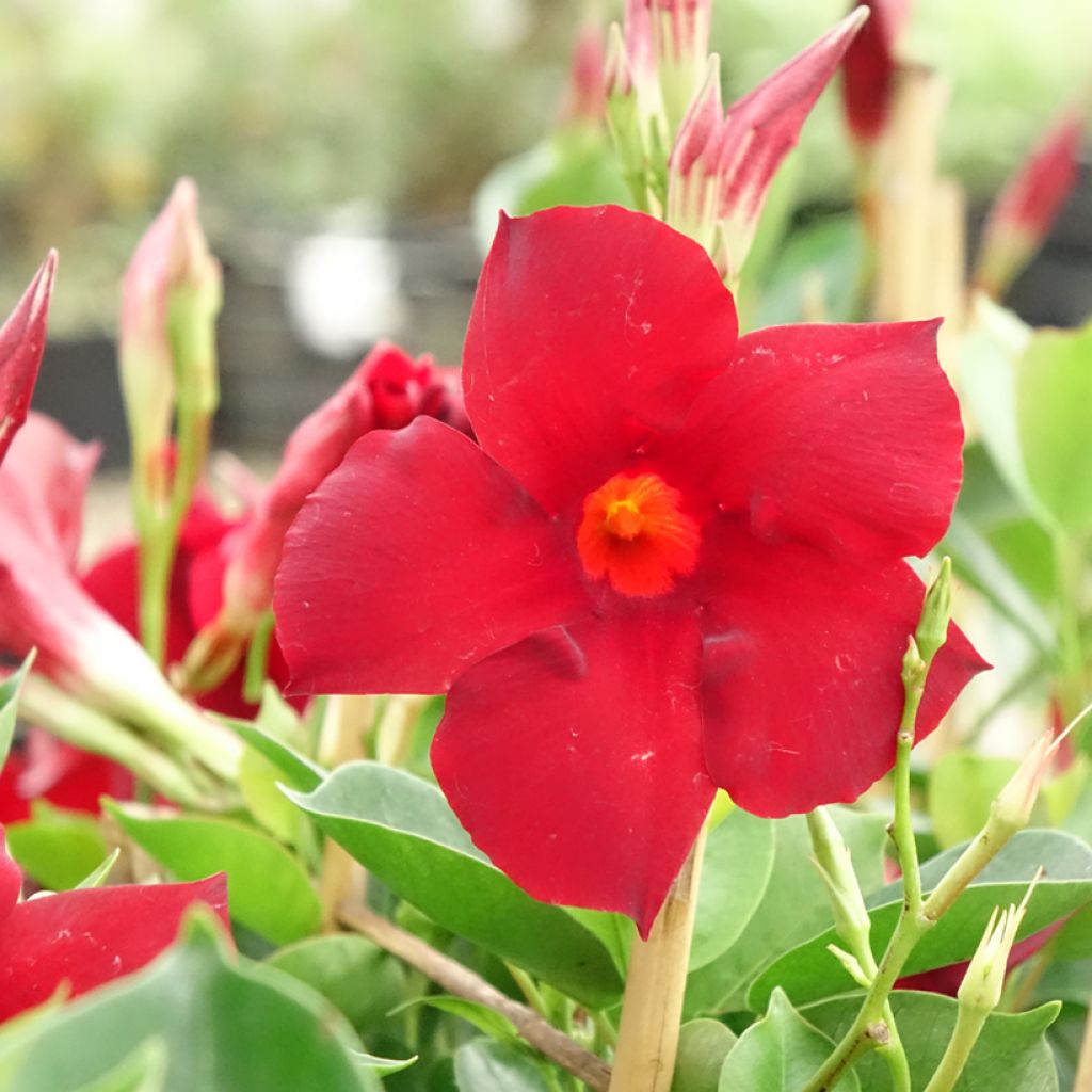 Dipladenia Diamantina Jade XXL Red - Mandevilla