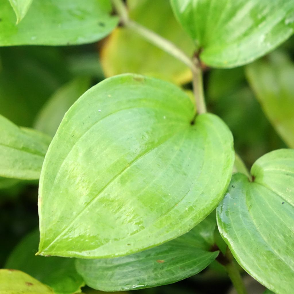 Disporum megalanthum - Cloche des fées